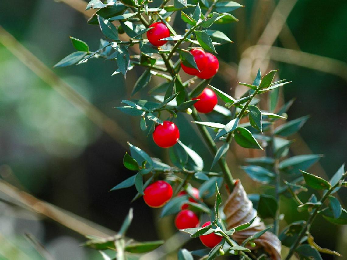 Dall'abete al pungitopo, i verdi<br/>"protagonisti" e il loro significato