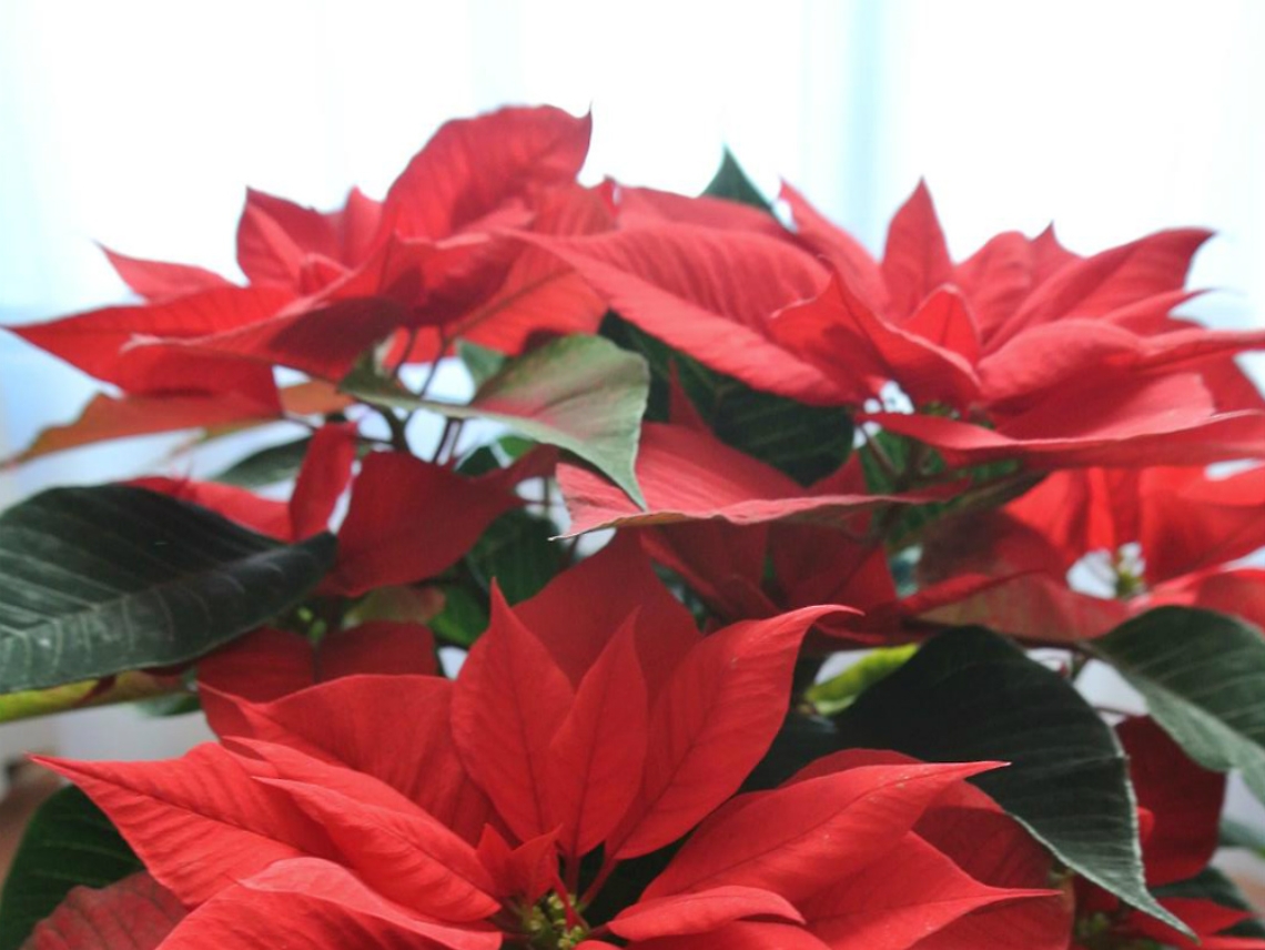 La stella messicana che fiorisce al buio