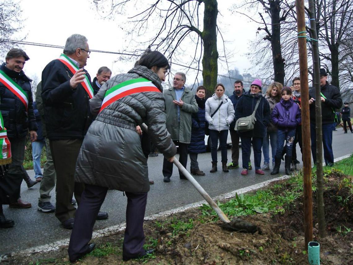 Montafia, 30 nuovi tigli per ricreare il viale alberato