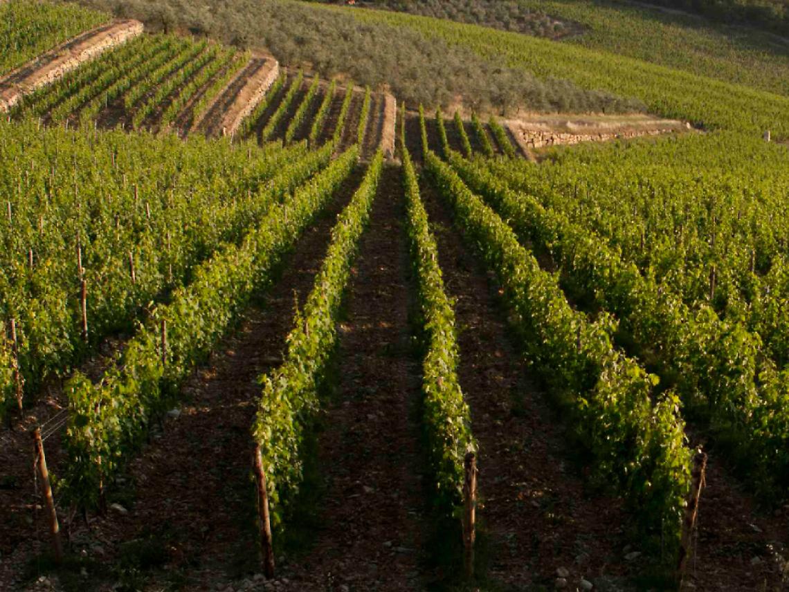 Contributi dalla Regione<br/>per riconvertire i vigneti