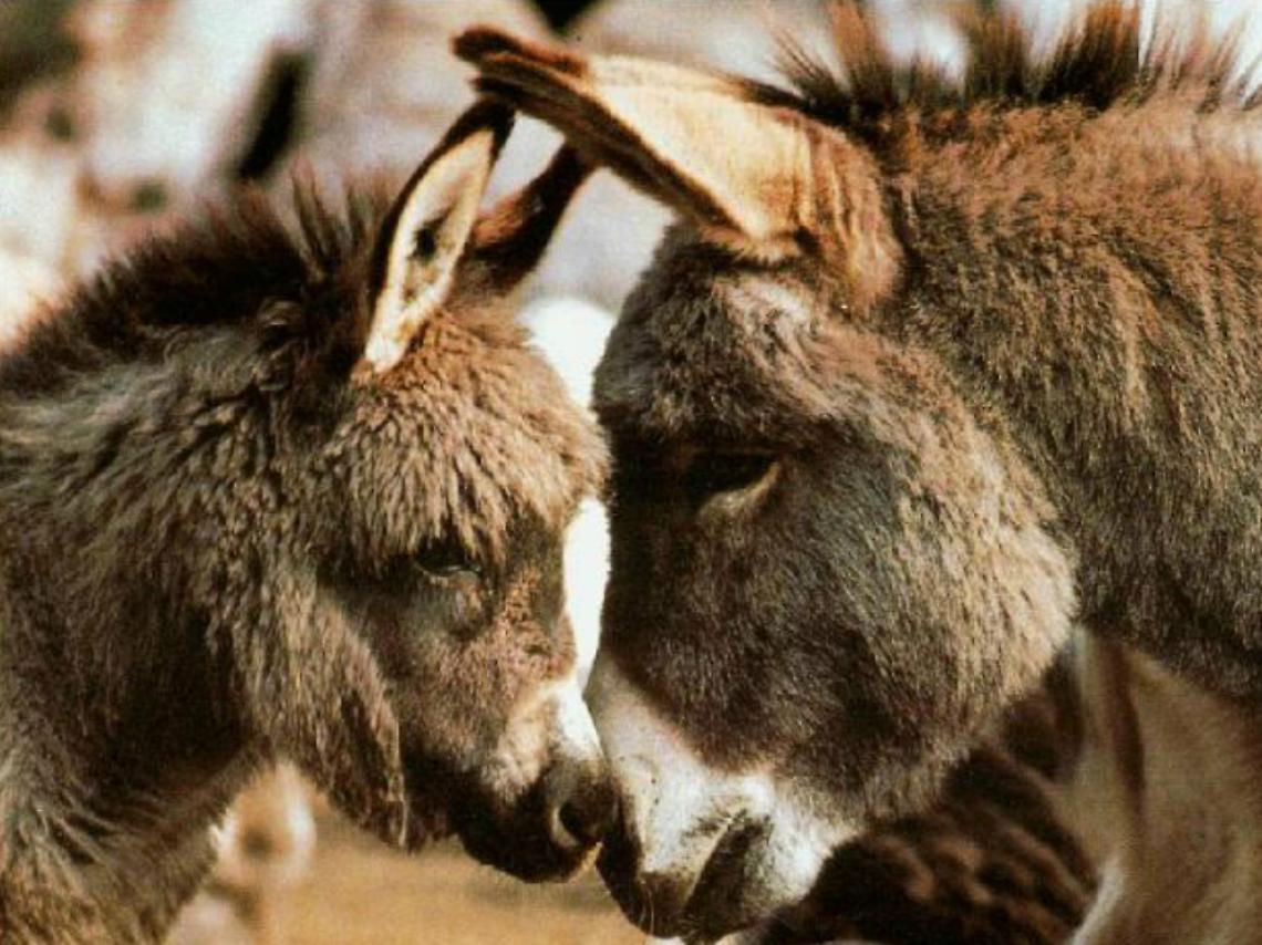 Latte d'asina, alimento<br/>caro ma prezioso