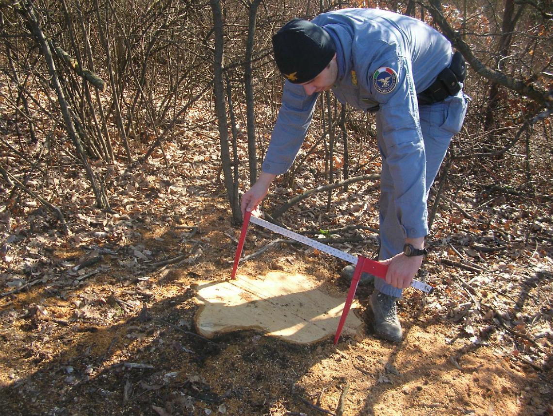 Abbatte alberi nel fondo del vicino<br/>Ma il proprietario non ne sapeva nulla