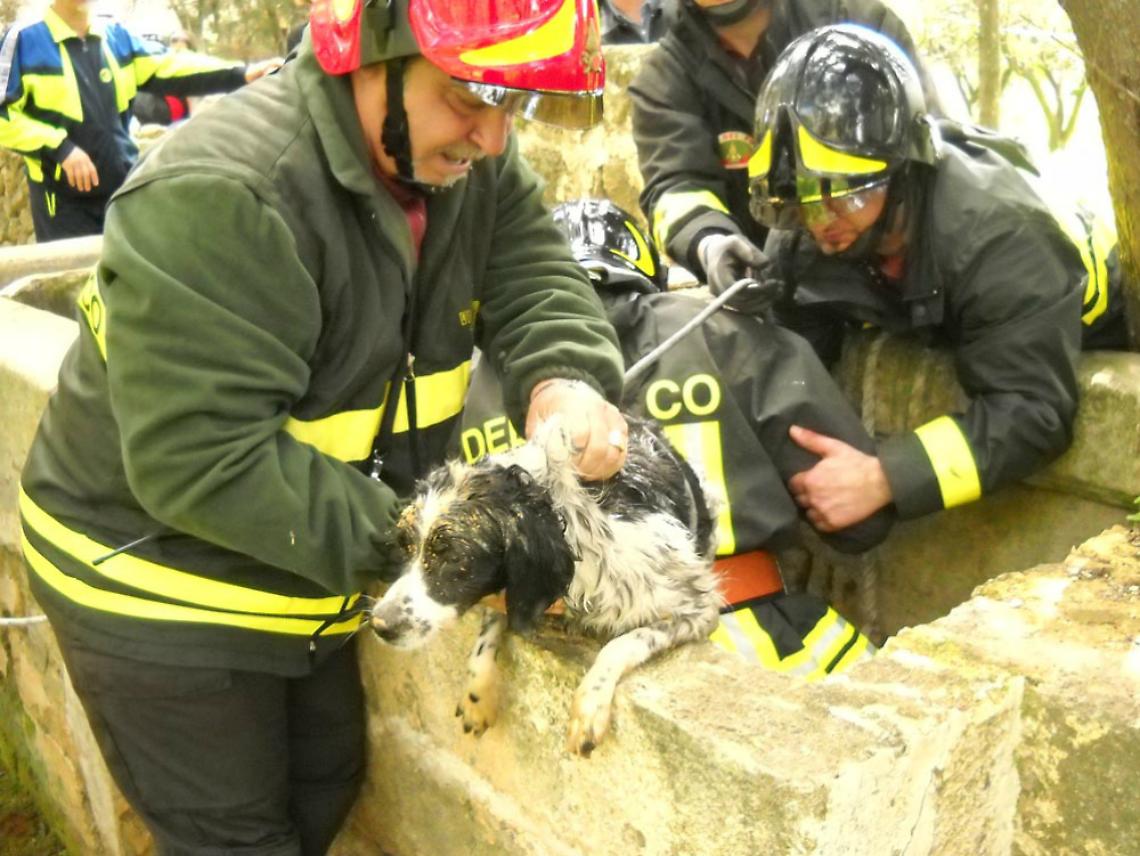 Cade in un pozzo di 27 metri,<br/>i vigili salvano vecchio cane