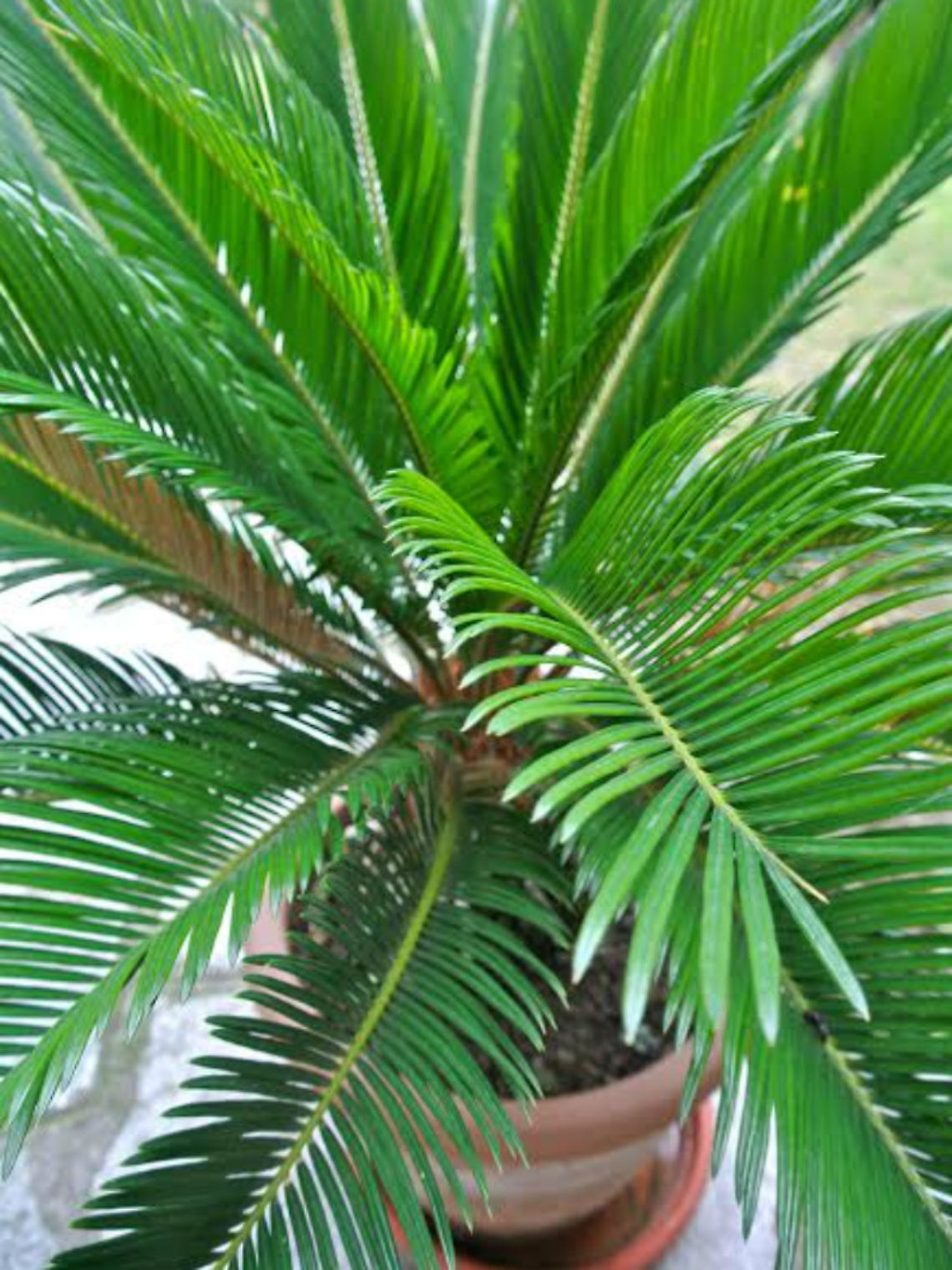 Cycas, un fossile vivente da mettere in veranda