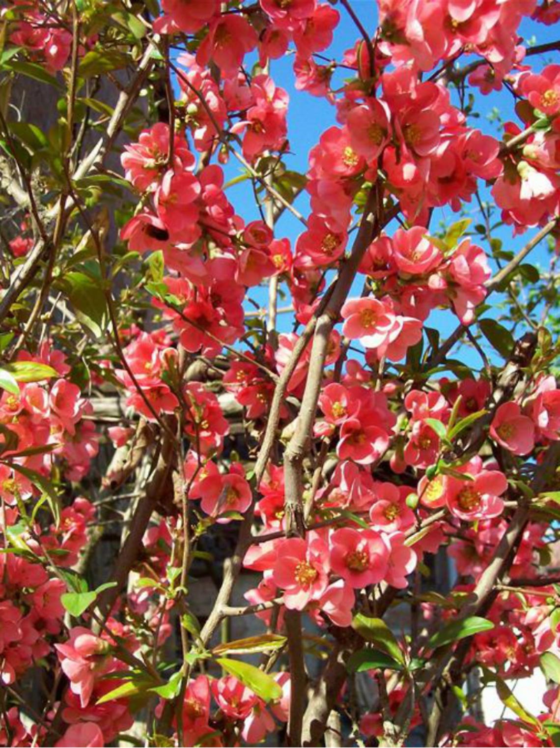 I fiori del cotogno ornamentale, annuncio di primavera