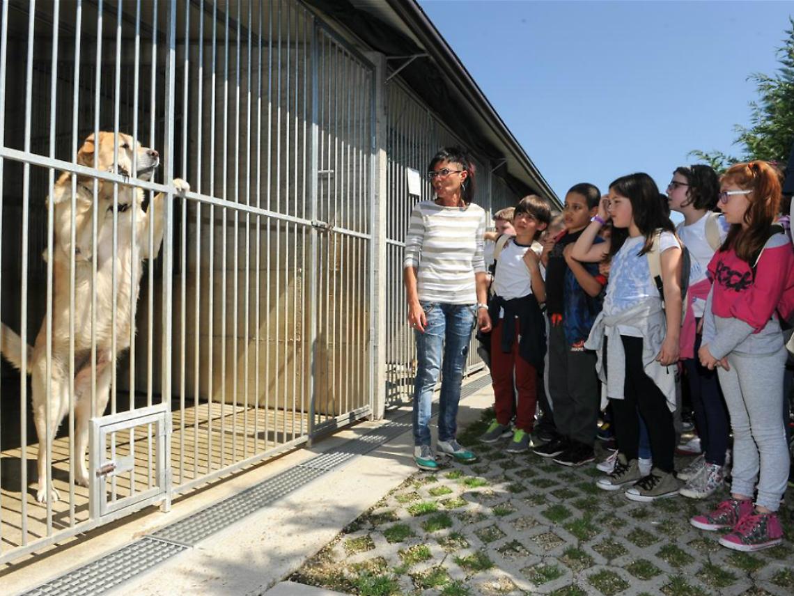 VIDEO - Scuole in visita al canile