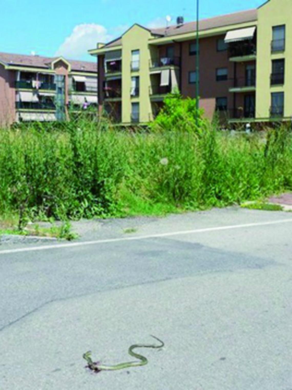 Erba alta e bisce nei parchi<br/>Ancora lamentale tra i cittadini