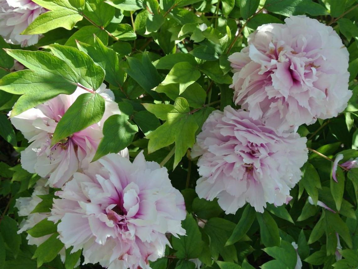 Peonie, i fiori tenaci che viaggiarono per mare