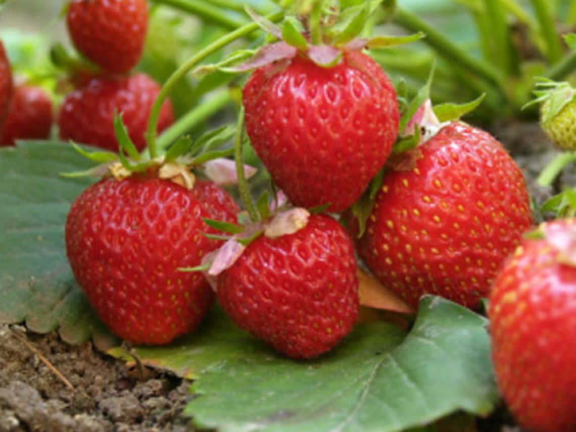 Quando le fragole erano usate<br/>al posto della crema di bellezza