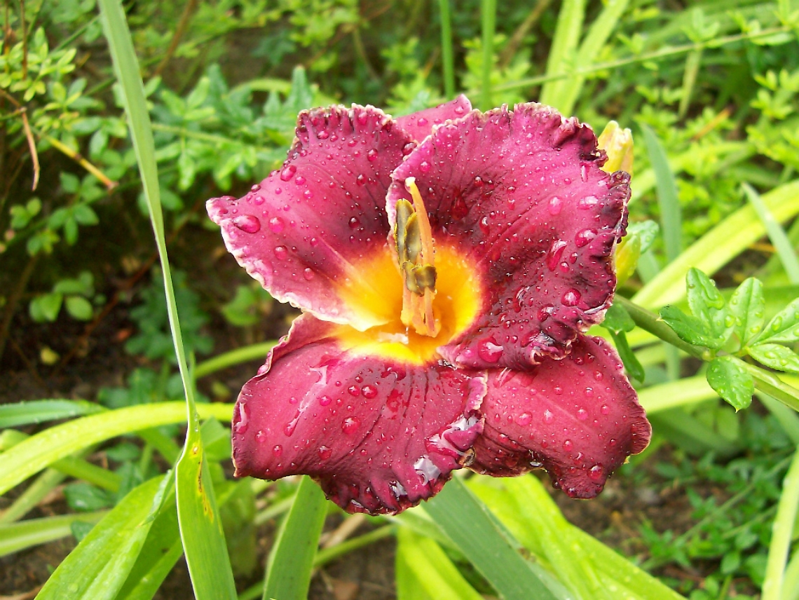 74mila variet&agrave; per l'hemerocallis, fiore vigoroso
