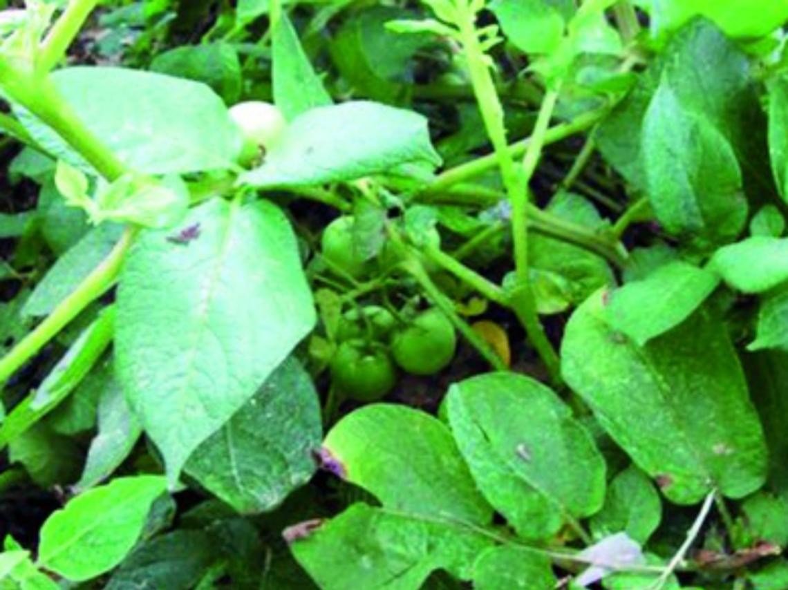 Giallo orticolo: spuntano<br/>nuovi casi di pomo-patata