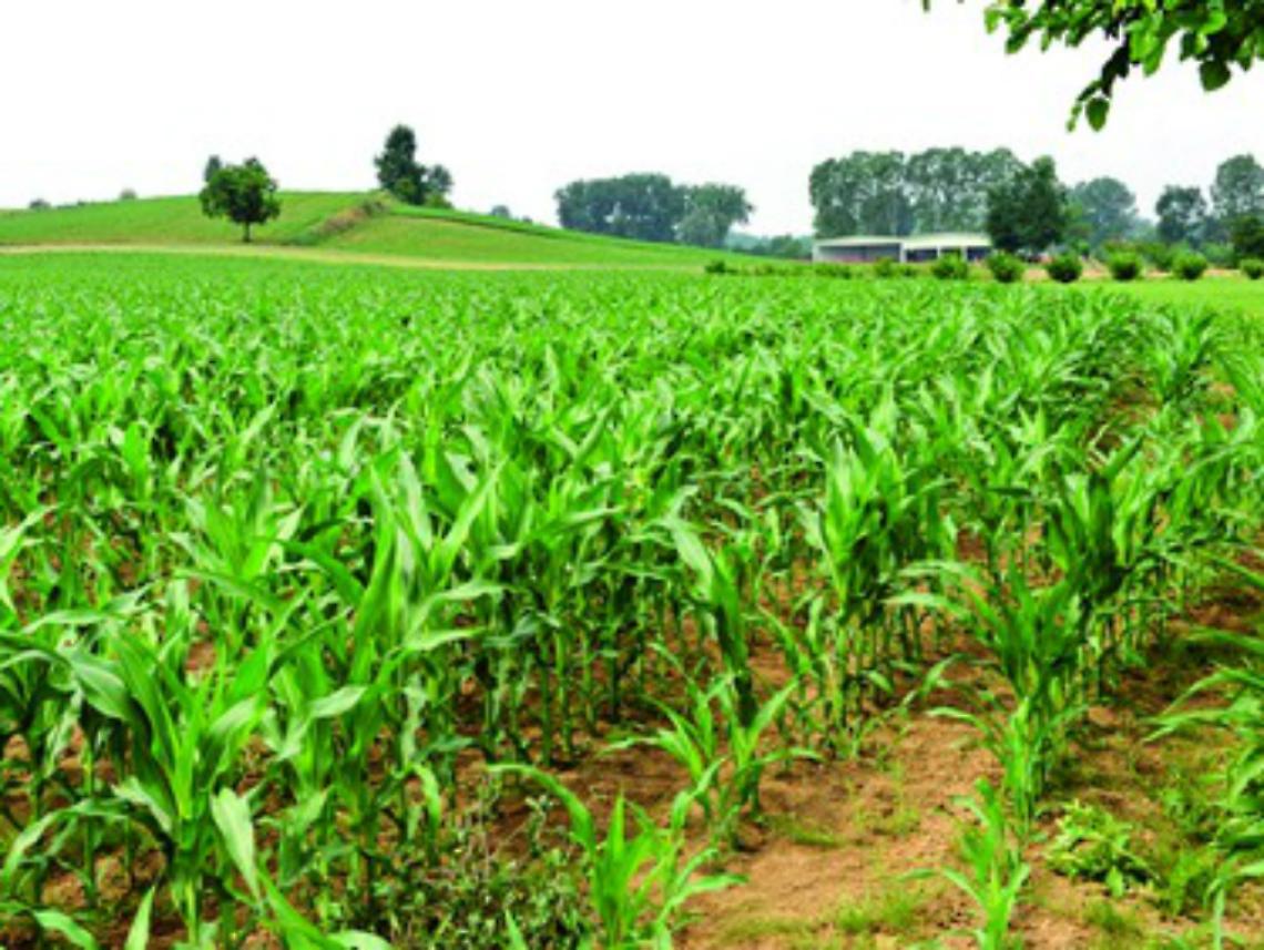 Agricoltura e allevamento<br/>in difficolt&agrave; per il caldo