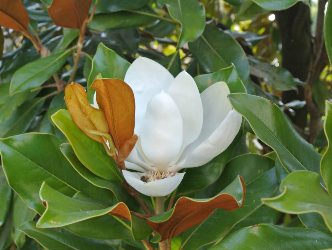 La magnolia, star dei giardini Liberty