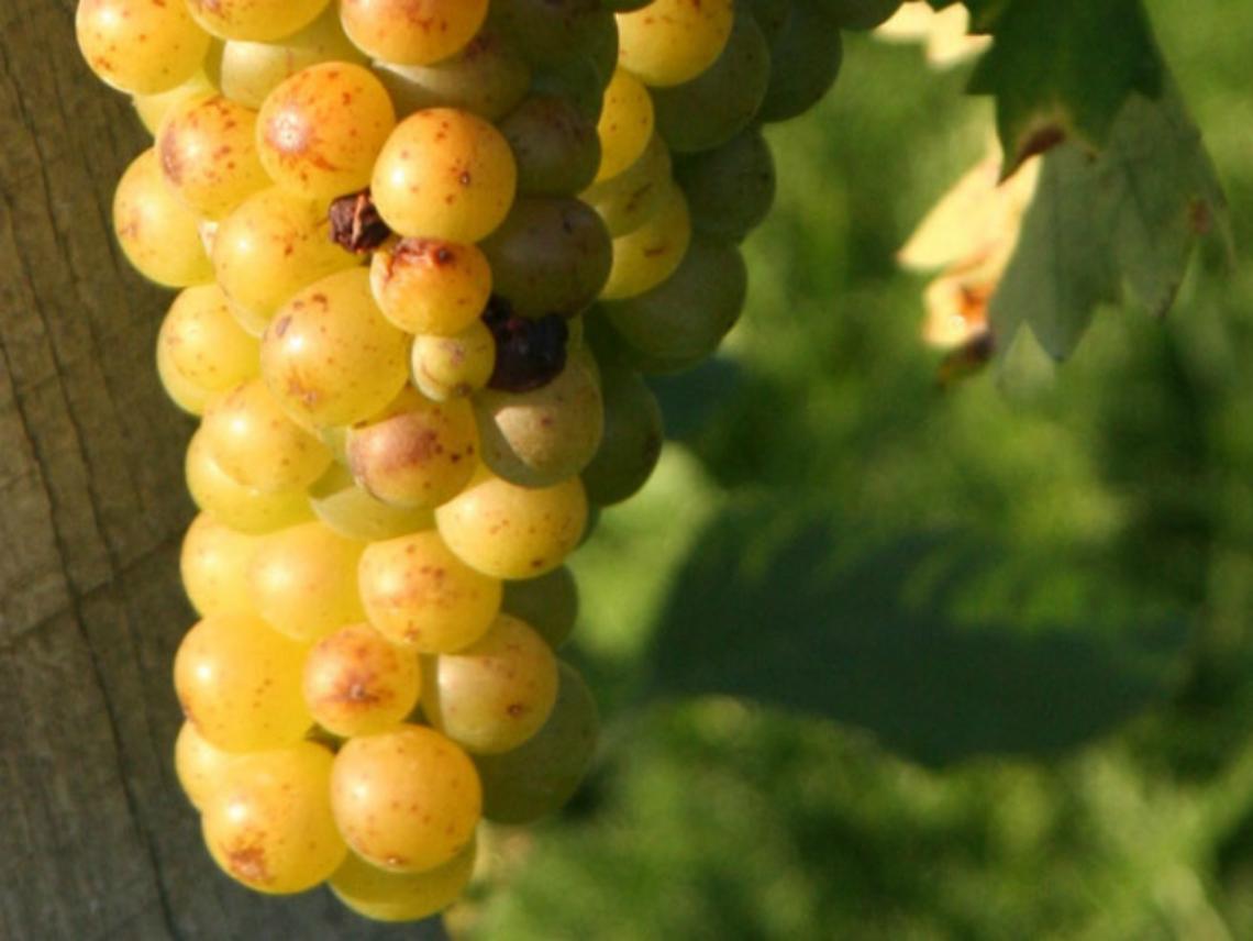 Moscato Canelli e i colori<br/>del vino con dolci bollicine