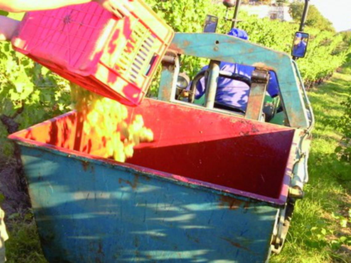 Al via la vendemmia<br/>anticipata dal caldo