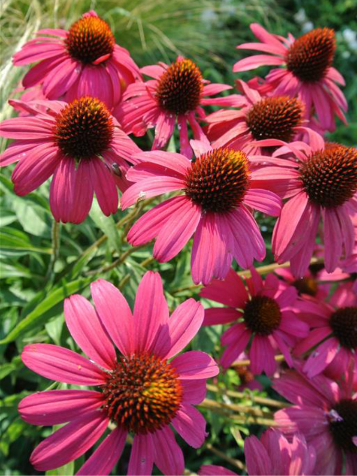 Echinacea, indispensabile<br/>nei giardini che imitano la natura