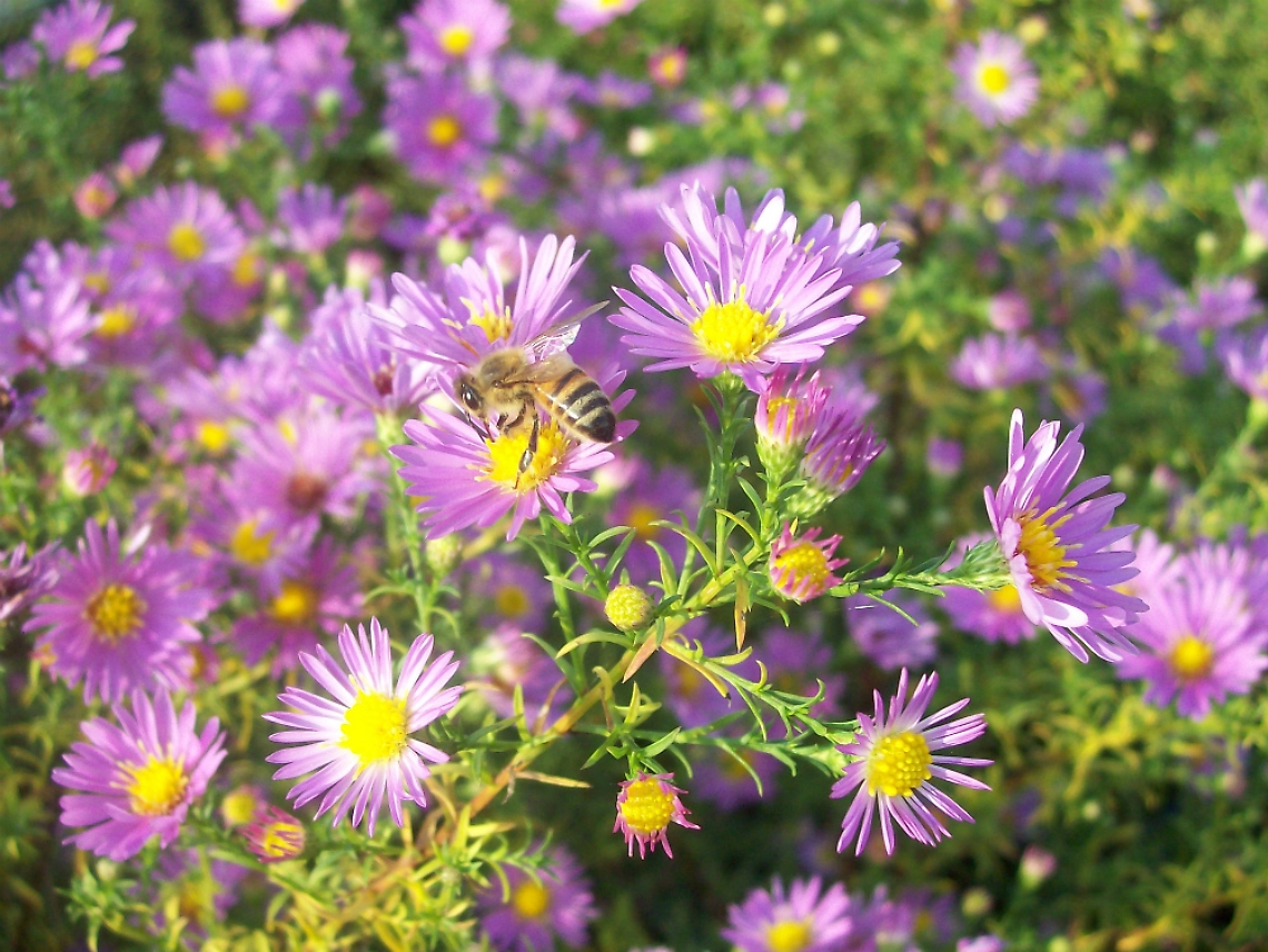 Aster, un fiore per allontanare gli spiriti maligni