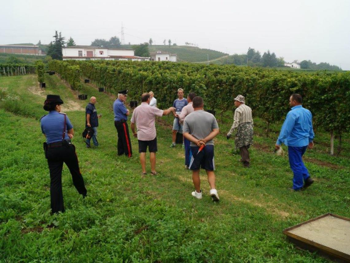 Lavoro nero nelle vigne astigiane, denunce e contravvenzioni per 110 mila euro