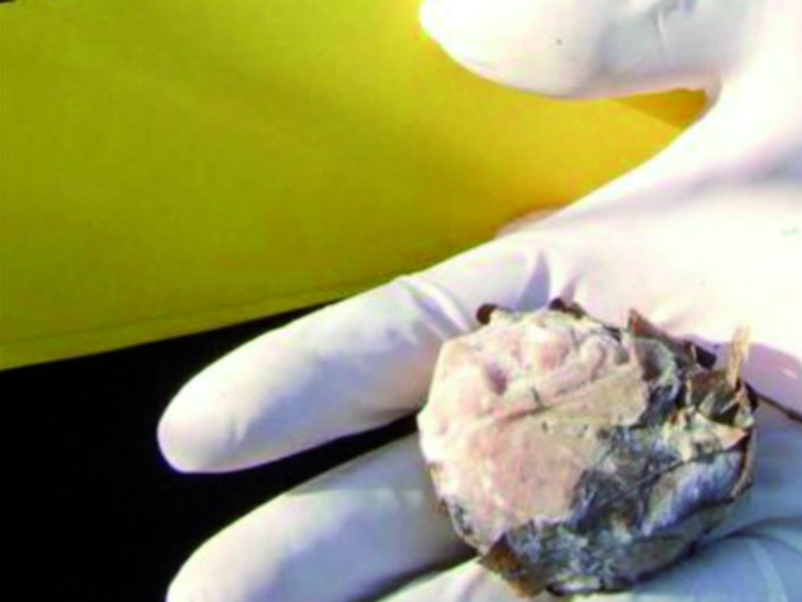 Uccisi cinque gattini,<br/>denunciato vicino di casa