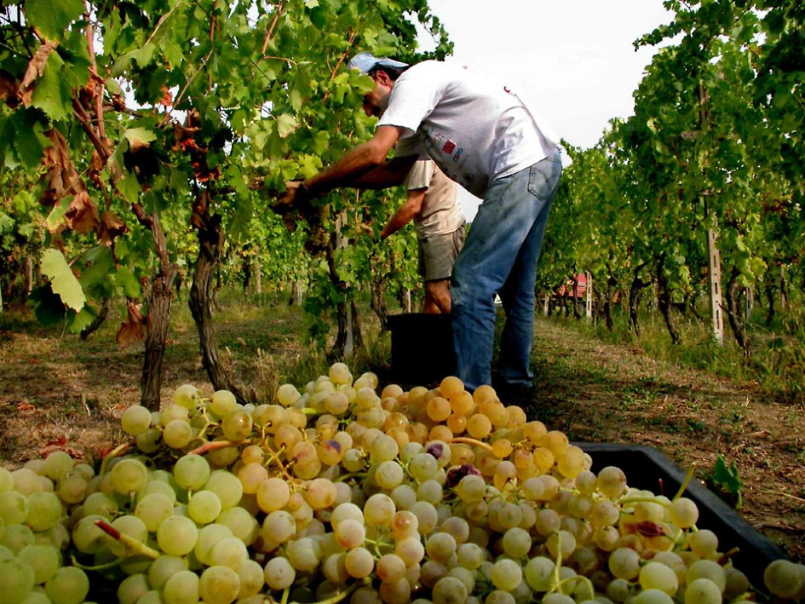 Vendemmia 2015 annata superlativa<br/>con grappoli da incorniciare