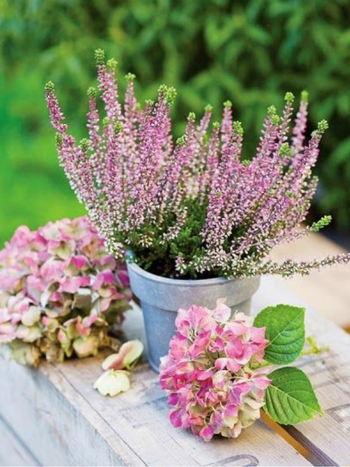 Fiori a venti sotto zero? Si pu&ograve;, con la Calluna