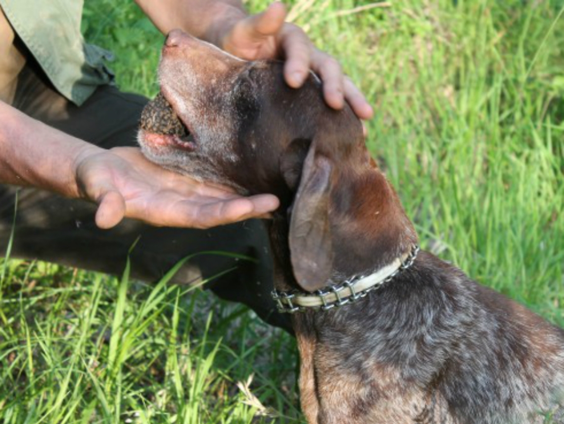Bocconi avvelenati nelle campagne<br/>Intossicati tre cani da tartufo