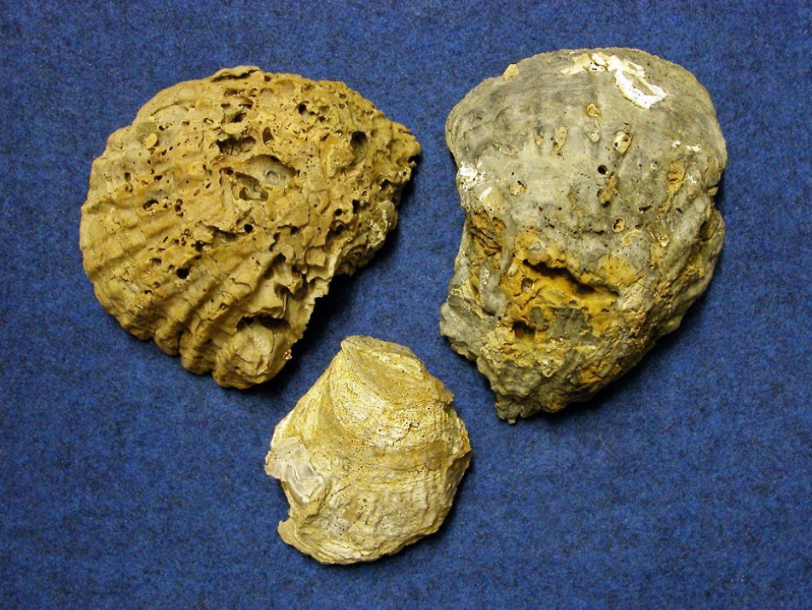 Dalle acque del Tanaro spuntano<br/>ostriche fossili, hanno 2 milioni di anni