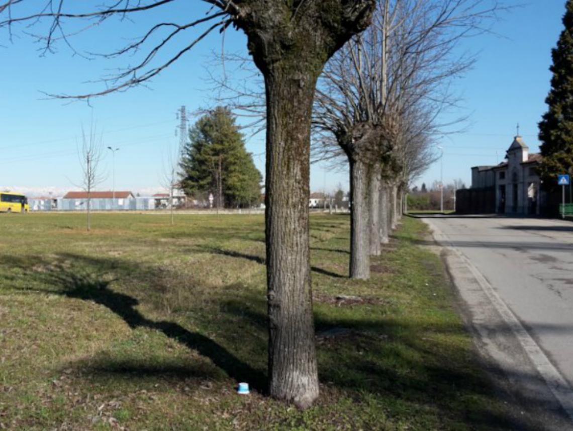 Giovani tigli al posto<br/>di quelli abbattuti