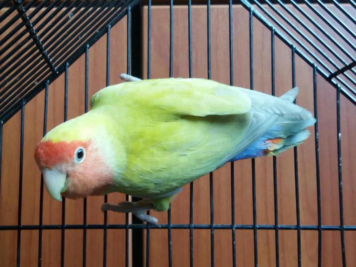 Ritrovato un pappagallino