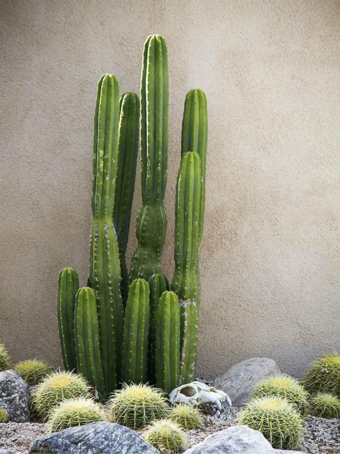 San Pedro, cactus magico e veloce