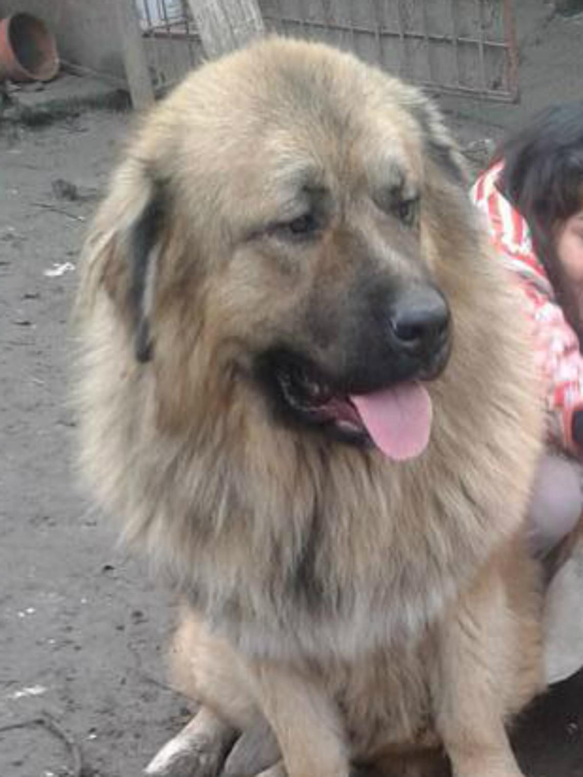 Scade nel weekend la quarantena<br/>per il cane-pastore in canile