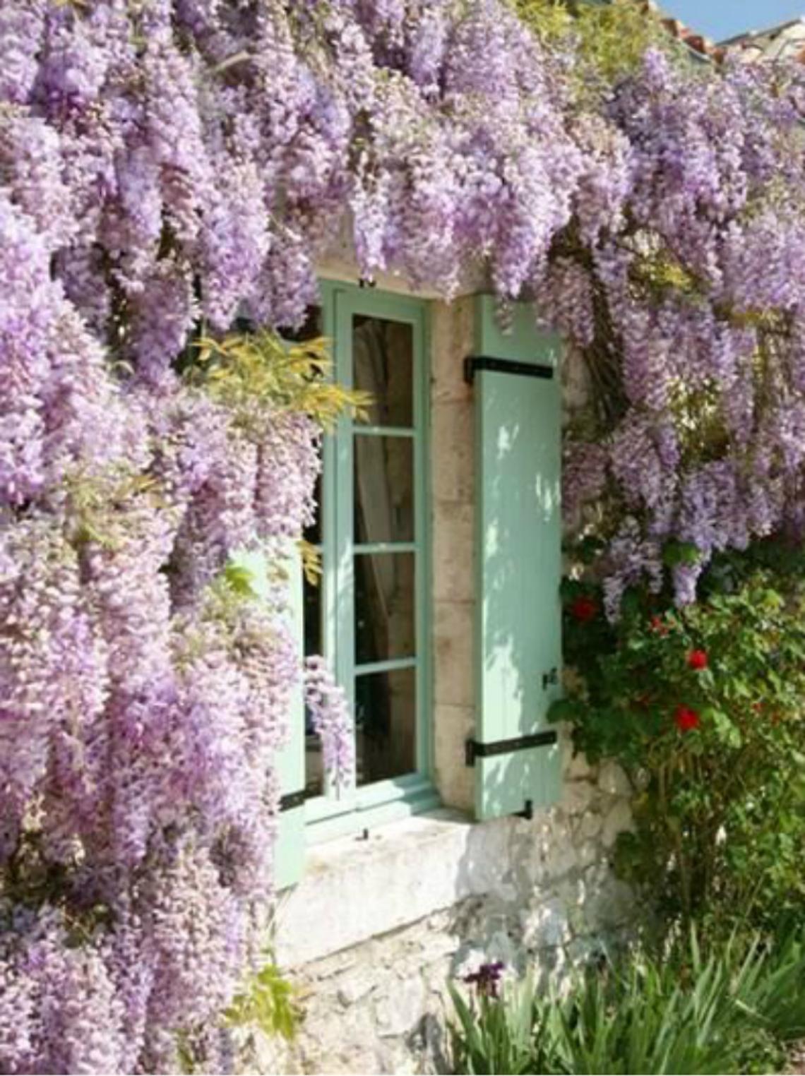 E' tempo di mettere a dimora il glicine