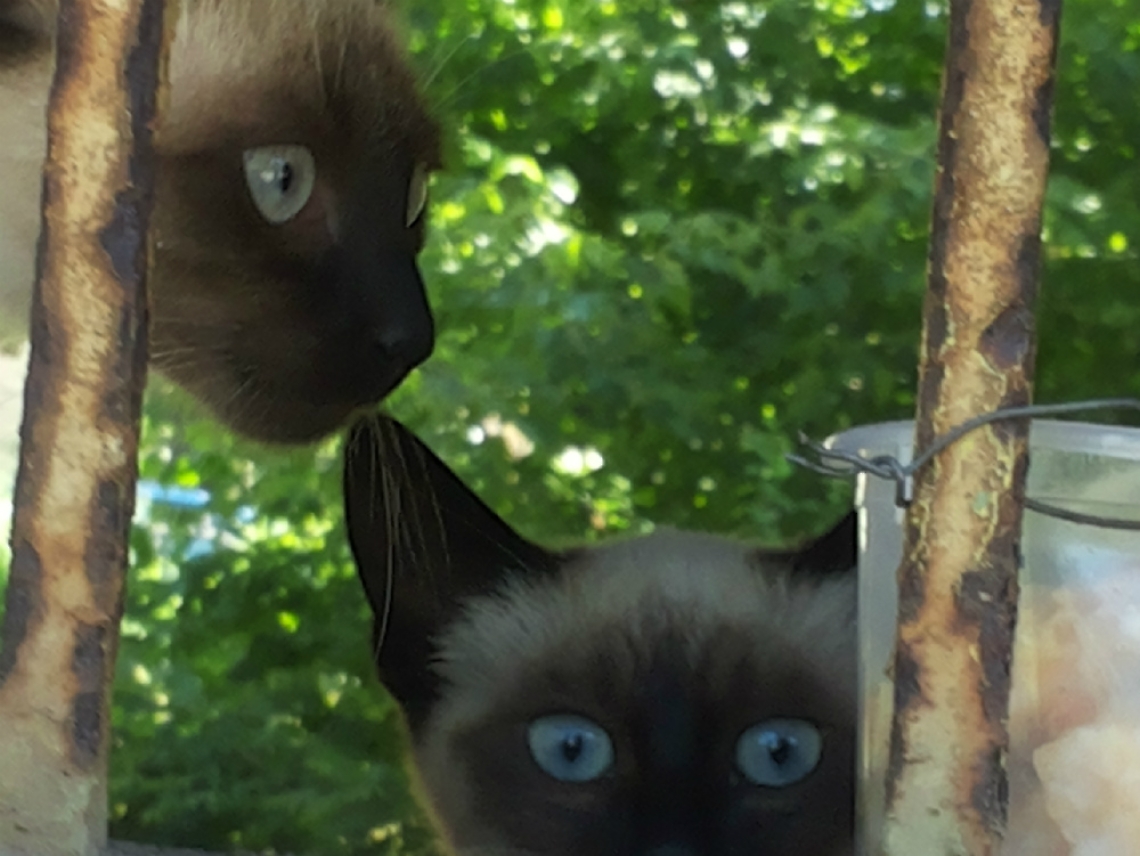 Esche con topicida per sterminare<br/>i gatti di Valmanera