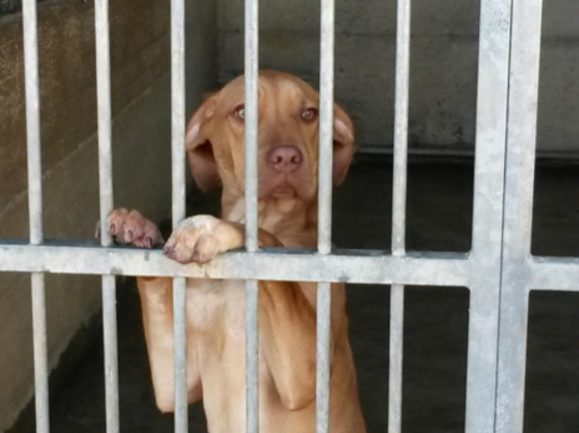 Il nuovo canile di Asti<br/>Una piacevole scoperta