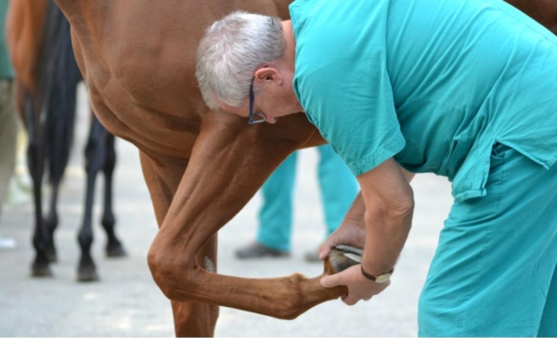 Interpellanza di Aceto sui veterinari