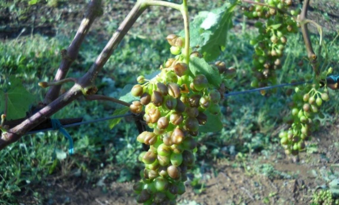 Grandine sui vigneti e api osteggio del maltempo