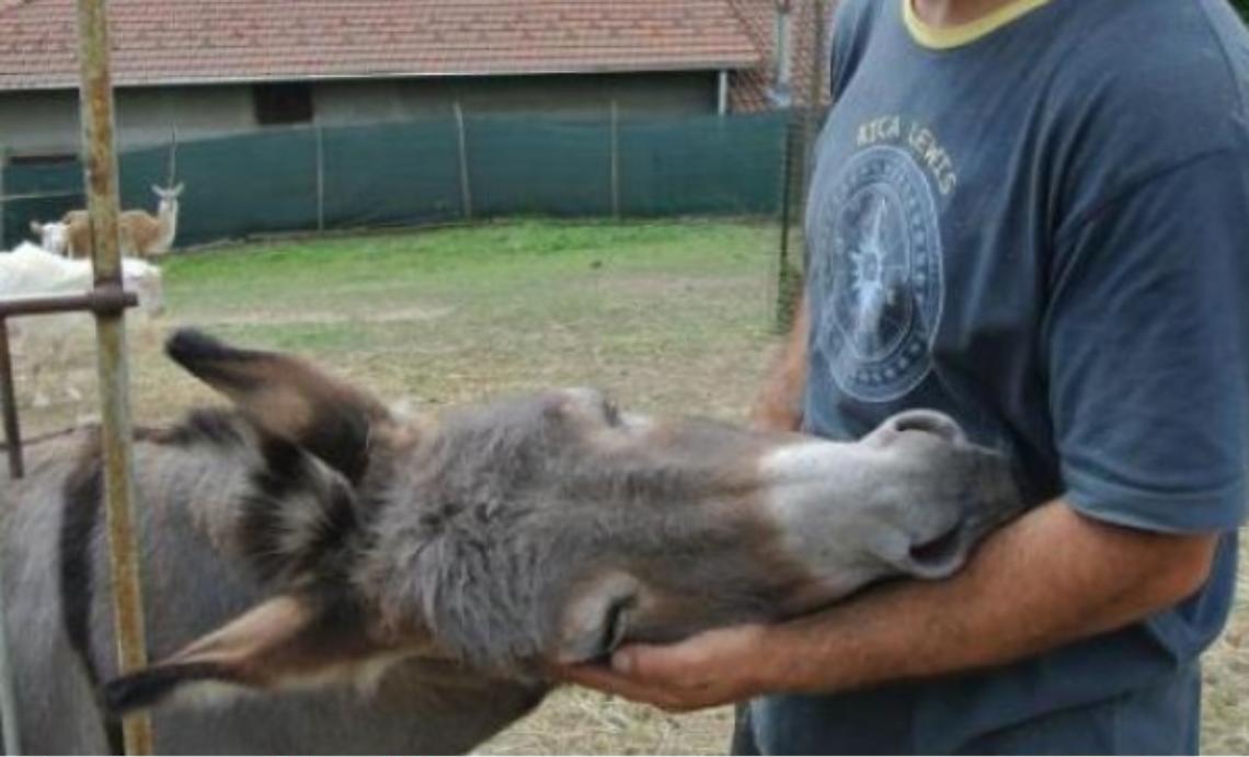 Se la passione per gli animali diventa lavoro