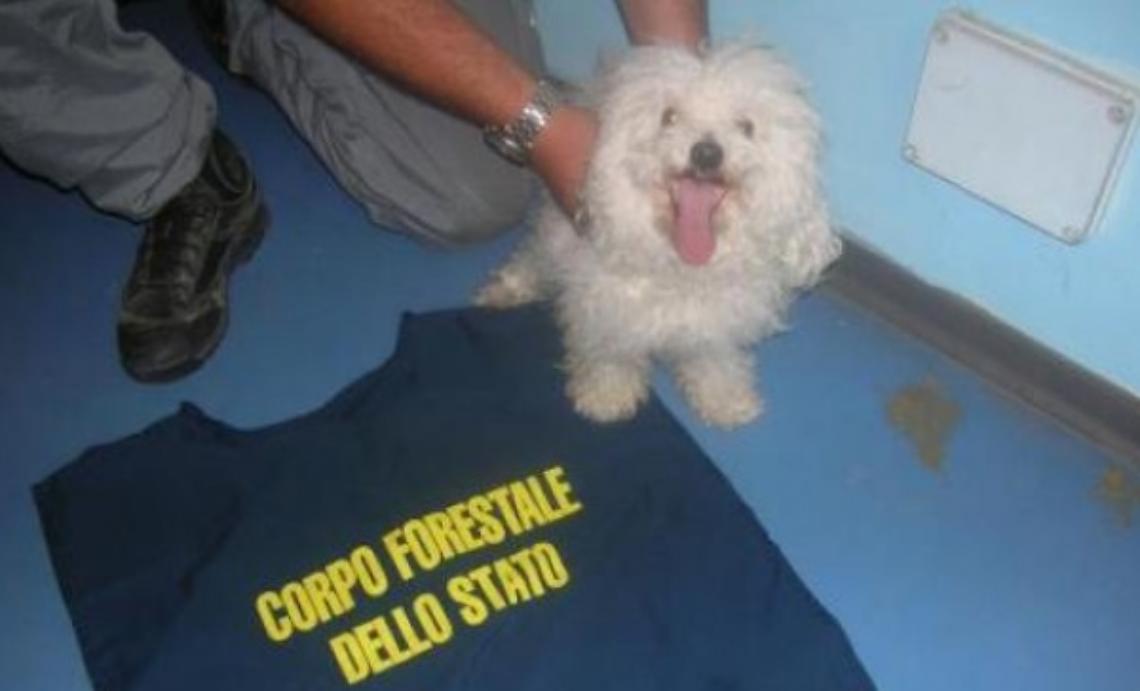 Barboncino lasciato solo, salvato dalla forestale