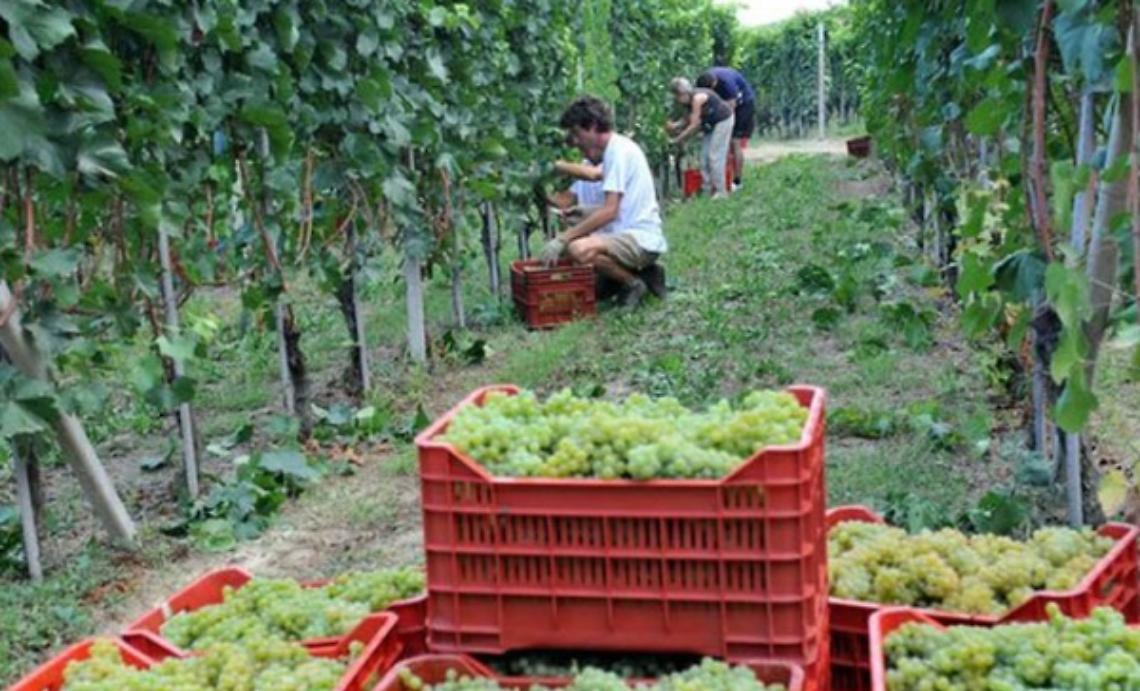 Canelli: stagionali, incontro sulla nuova legge