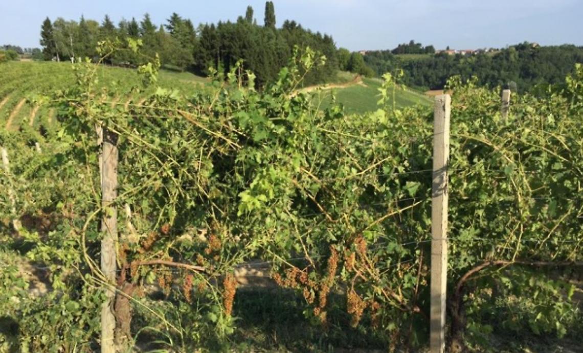 Grandine, gravi danni a Grignolino e Ruch&eacute;