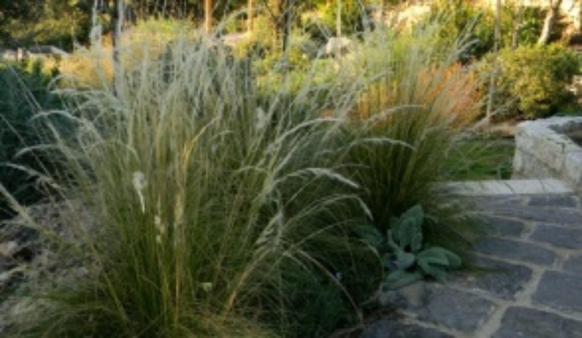 Stipa per una moderna prateria di citt&agrave;
