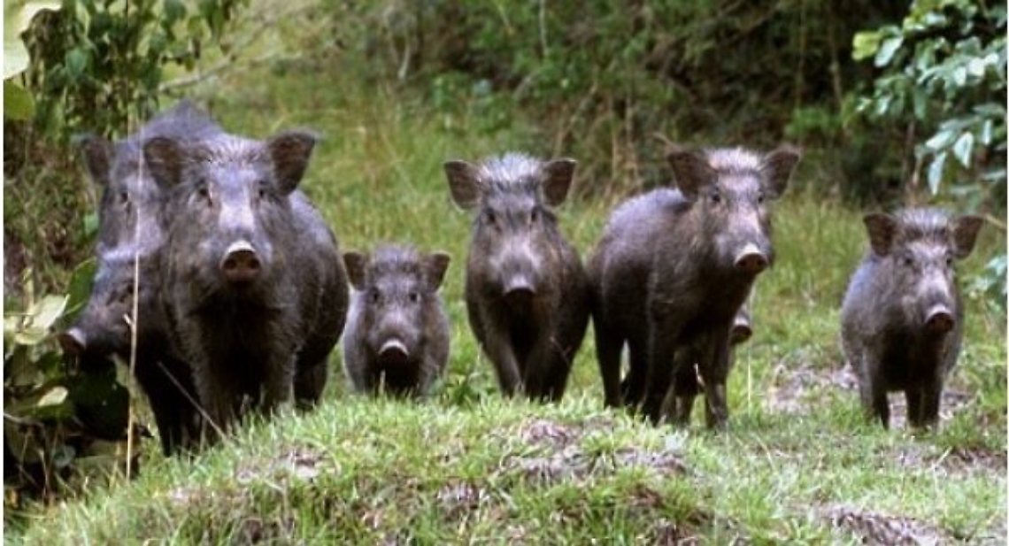 Cinghiali in "vacanza" alle porte della citt&agrave;
