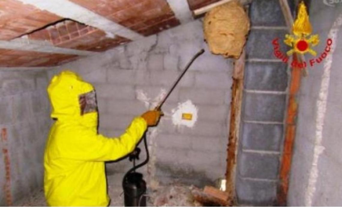 Pericolo calabroni, interventi in citt&agrave; e provincia