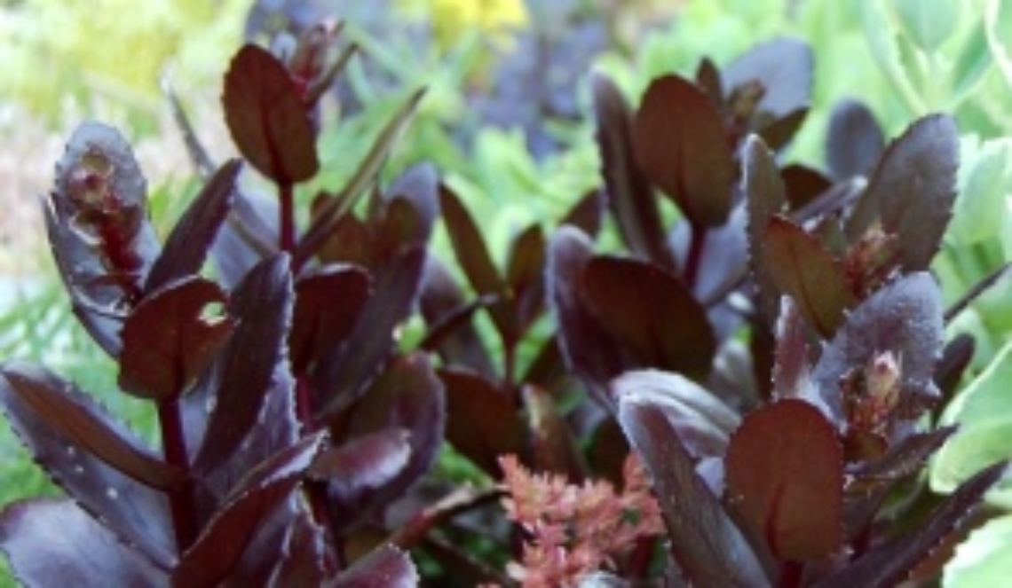 Quel sedum color cioccolato