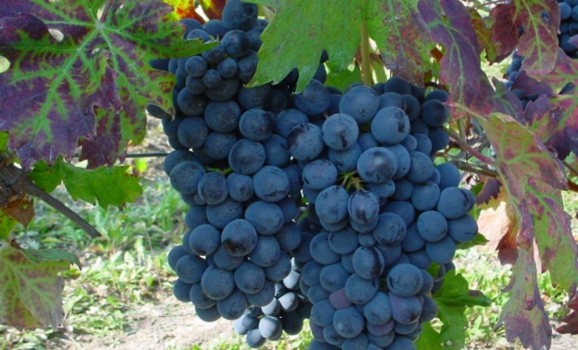 Barbera dAsti, cresce il valore delle uve