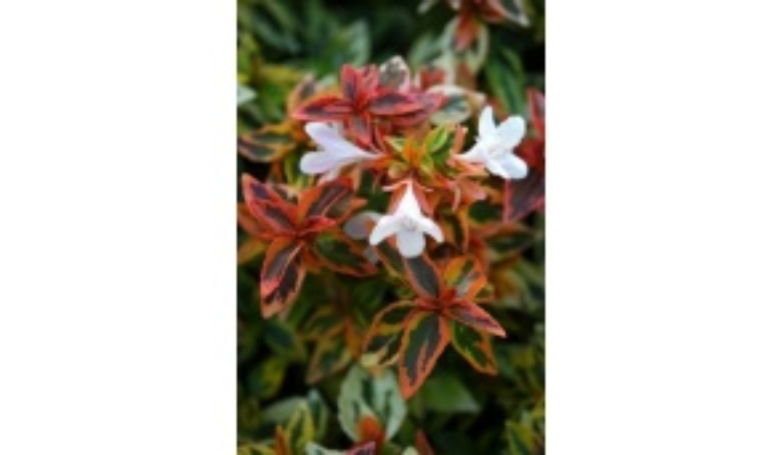 Con lautunno ecco labelia luminosa e profumata