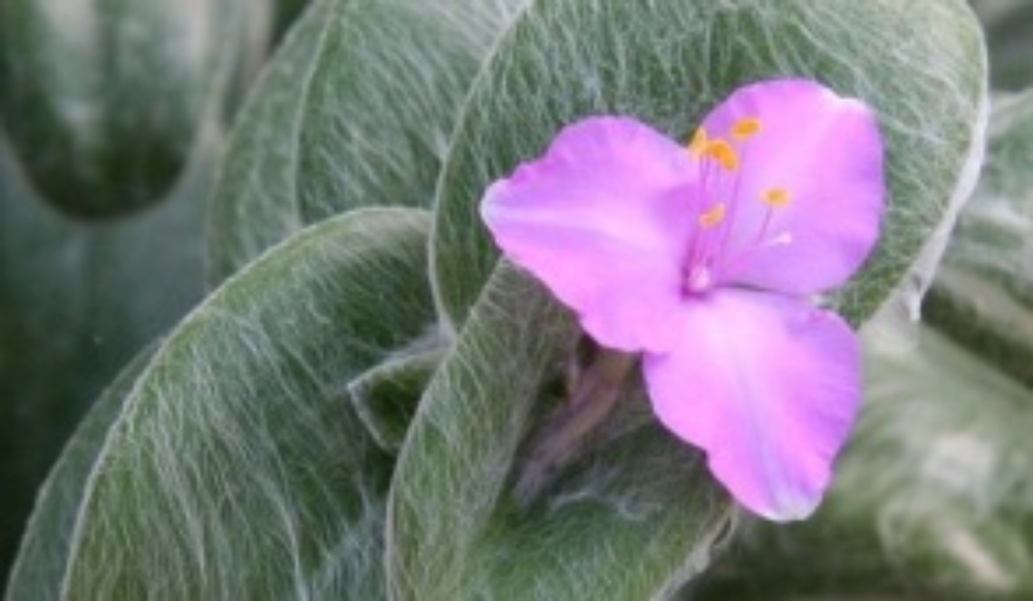 Lerba misera dalle foglie di velluto