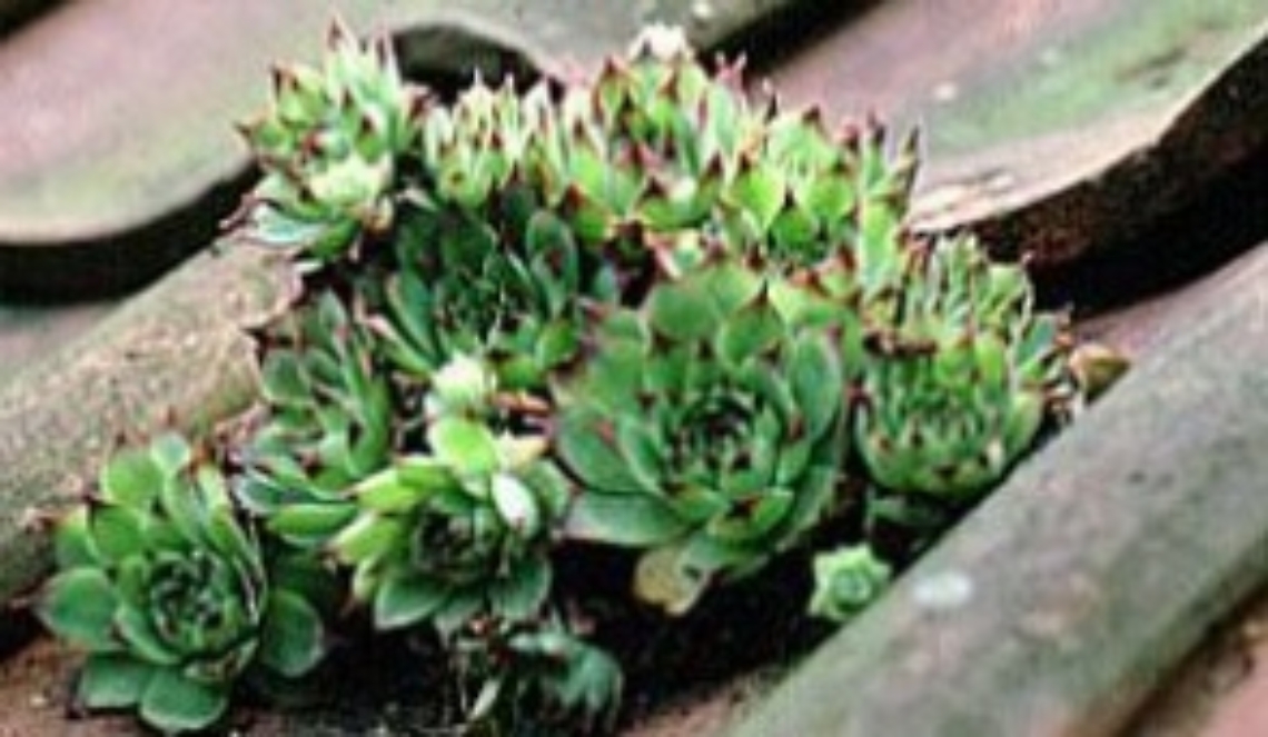 Semprevivo la succulenta che non teme il gelo