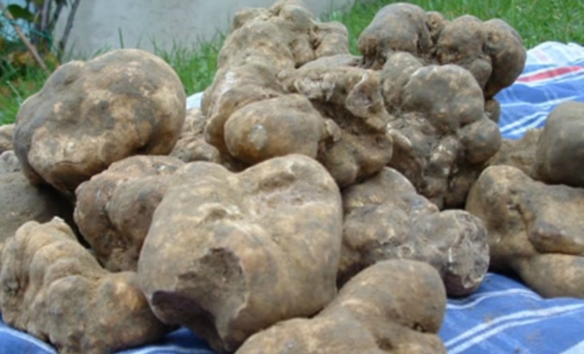 Ultimi giorni con la Fiera del Tartufo di Asti