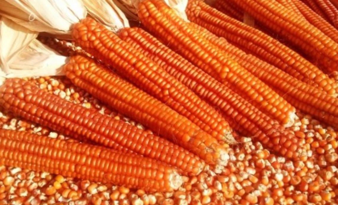 A Villa Quaglina si coltiva il mais ottofile